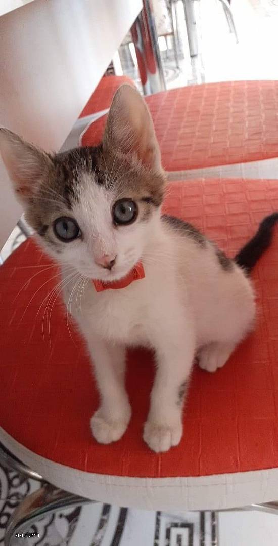 Pisic Bicolor