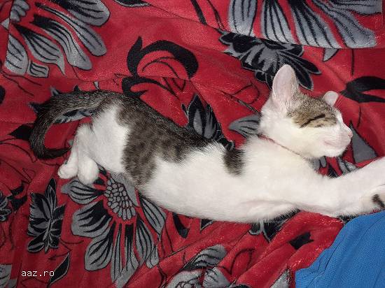 Pisic Bicolor