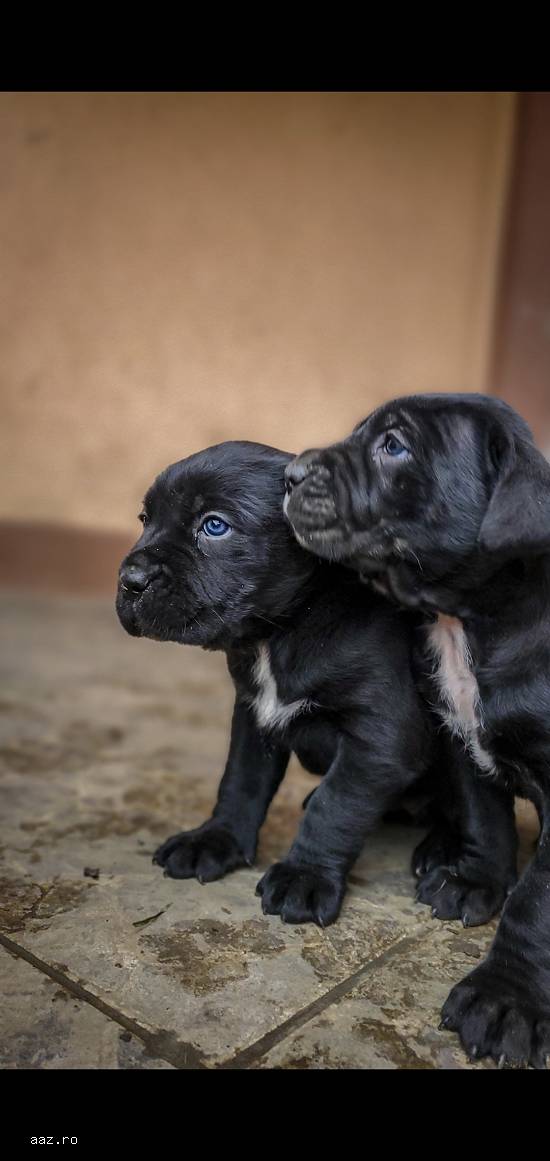 Disponibil cane corso