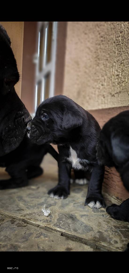 Disponibil cane corso