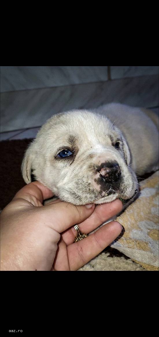 Disponibil cane corso