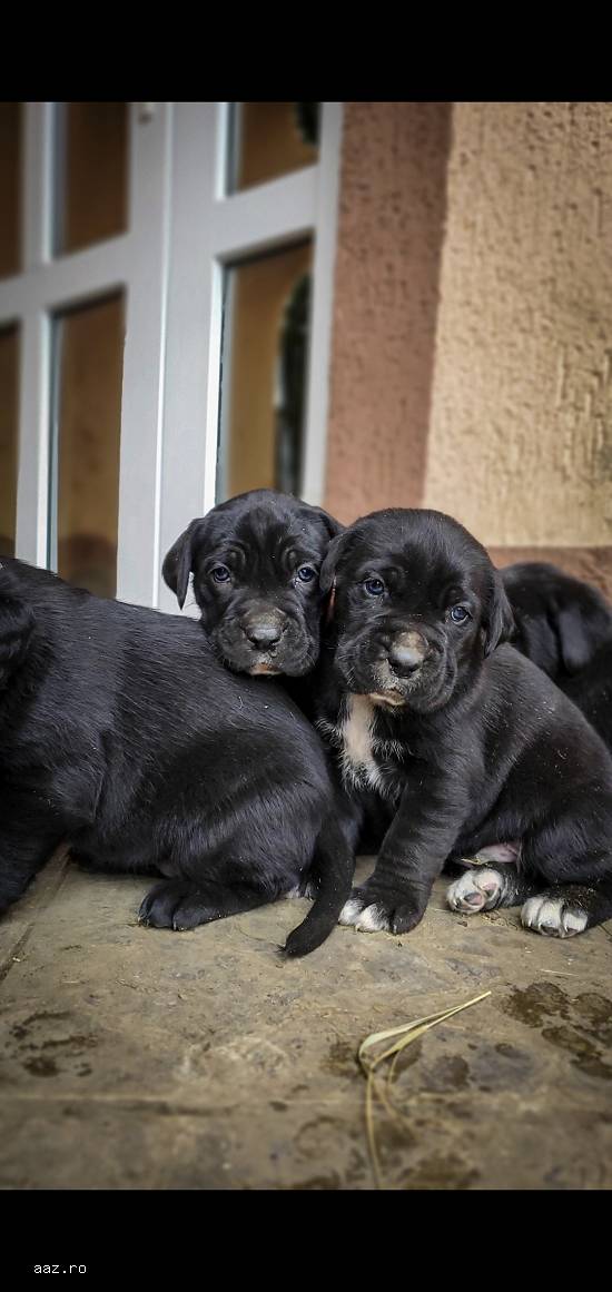 Disponibil cane corso