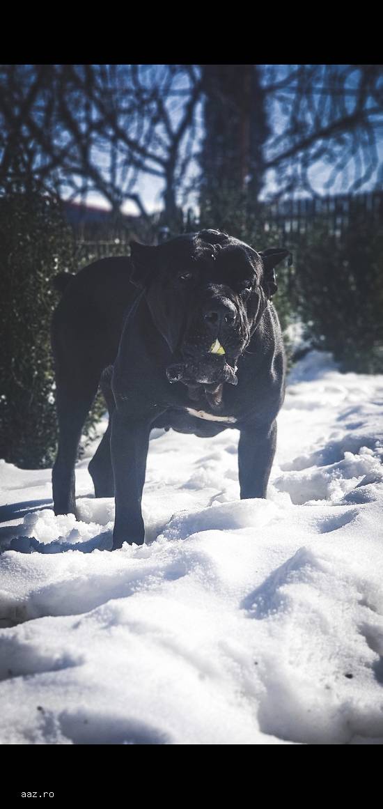 Disponibil cane corso