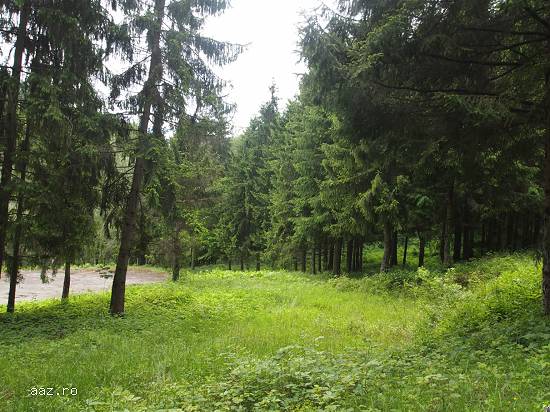 Proprietate imobiliara teren - Runcu