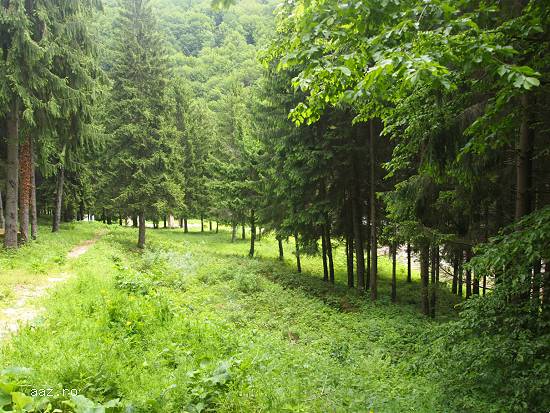 Proprietate imobiliara teren - Runcu