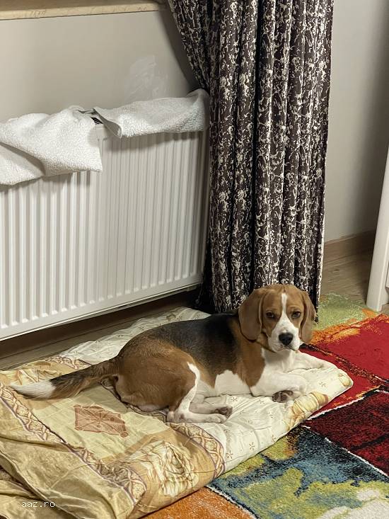 Monta Beagle