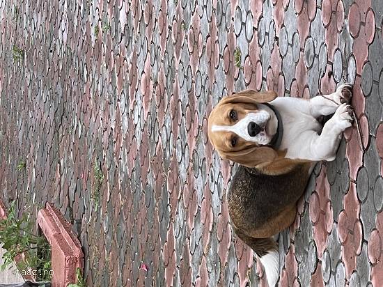Monta Beagle