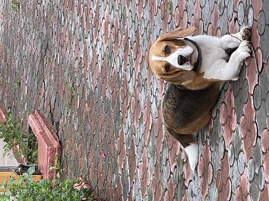 Monta Beagle