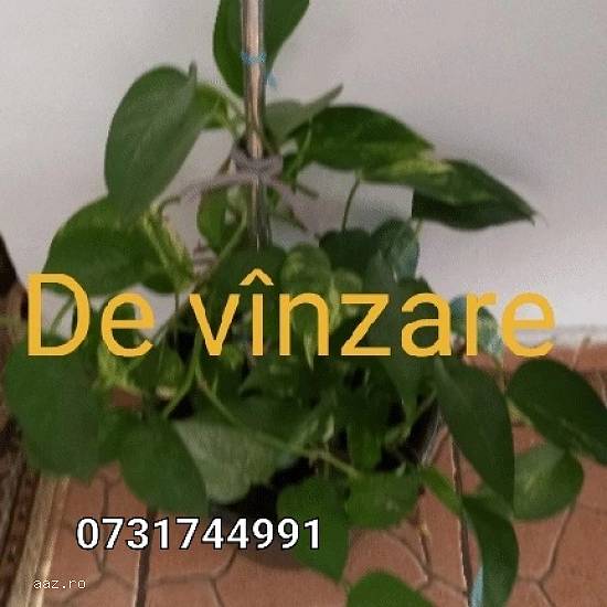 Flori naturale