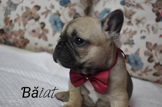 Pui bulldog francez