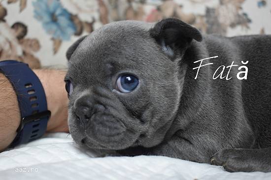 Pui bulldog francez