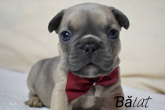 Pui bulldog francez