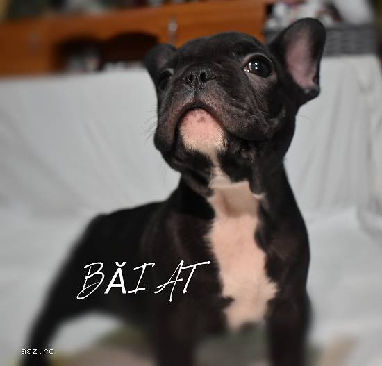 Pui bulldog francez