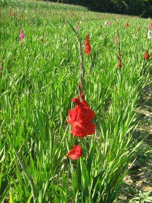 vand bulbi si bulbili gladiole