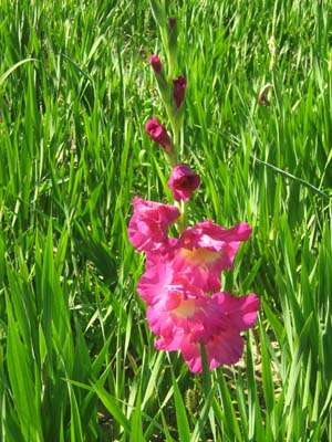 vand bulbi si bulbili gladiole