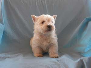 vand catelus westie