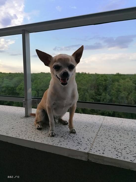 MASCUL CHIHUAHUA PENTRU MONTA