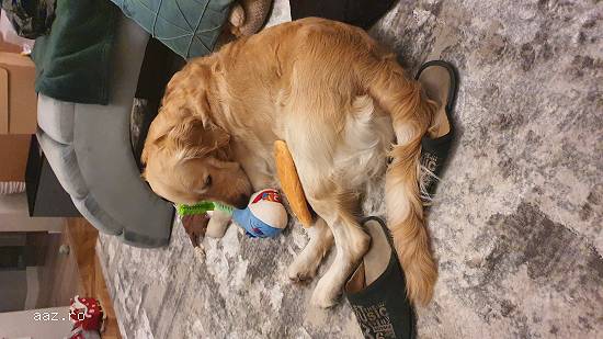 Monta golden retriever mascul