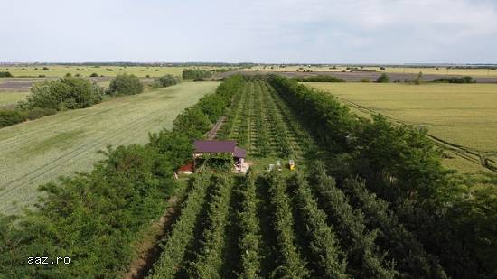 Teren extravilan,   15000mp,   Clinceni,   Ilfov,   530000 euro