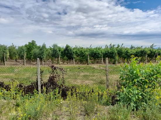 Ferma,   60000mp,   Adjud,   Vrancea,   90000 euro