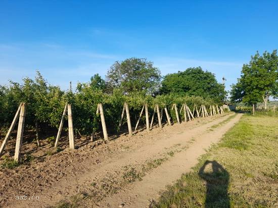 Ferma,   60000mp,   Adjud,   Vrancea,   90000 euro