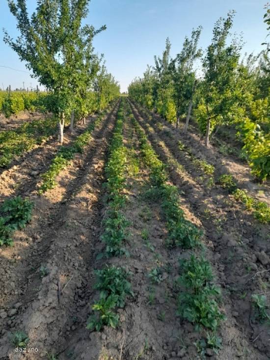 Ferma,   60000mp,   Adjud,   Vrancea,   90000 euro