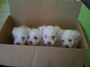 vand pui bichon maltez