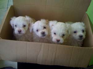 vand pui bichon maltez