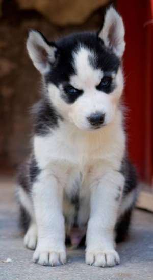 Donez Husky Siberian 3 luni