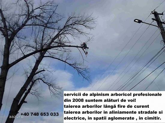 Toaletare / taiere arbori mari Ilfov Bucuresti cu si fara macara /nacela prb