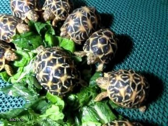 Țestoase disponibile (Țestoase radiate de vânzare)