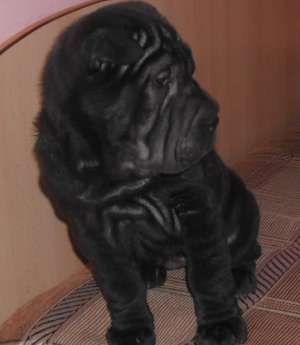Vand Shar Pei