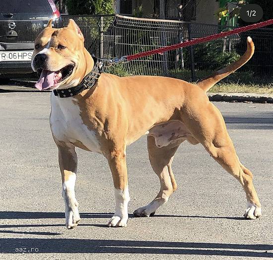 Monta amstaff