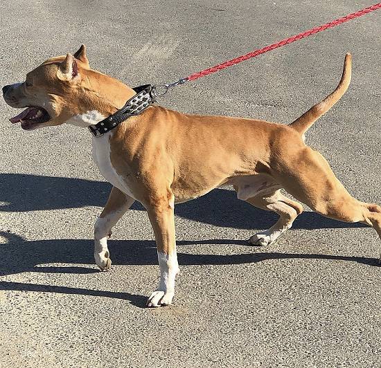 Monta amstaff