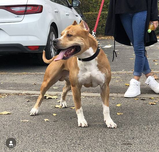 Monta amstaff