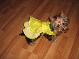 Vand pui Yorkshire terrier