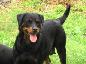 Vand pui rottweiler