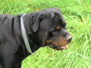 Vand pui rottweiler