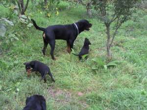 Vand pui rottweiler