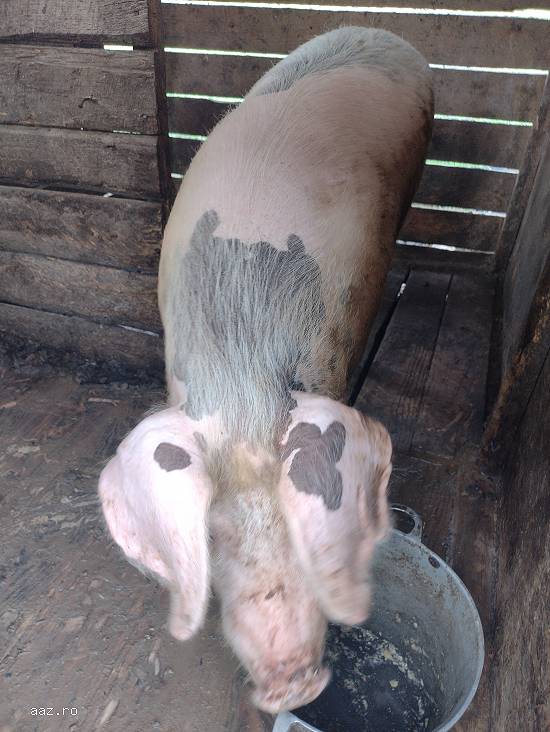 Vând doi porci de rasa carne