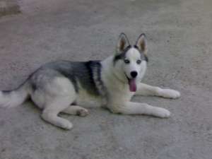 caine husky pentru monta