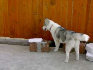 caine husky pentru monta