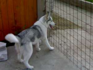 caine husky pentru monta