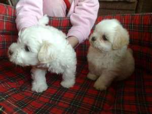 bichon bolonez femele