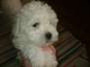 bichon bolonez femele