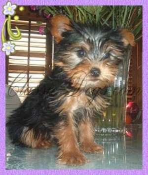 yorkshire terrier toy