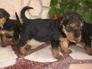 airdelterrier