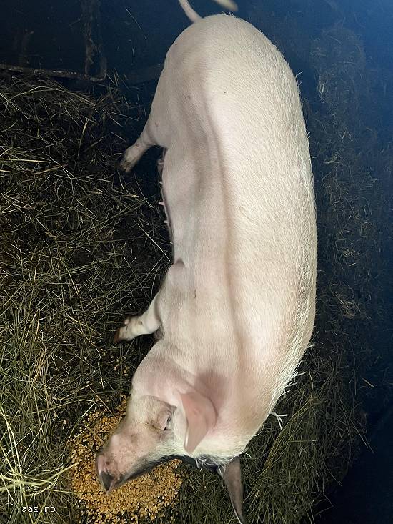 Vand porci rase comune,        mangalita