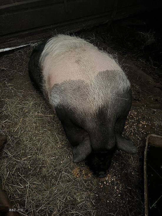 Vand porci rase comune,        mangalita