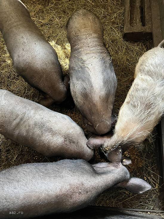 Vand porci rase comune,        mangalita